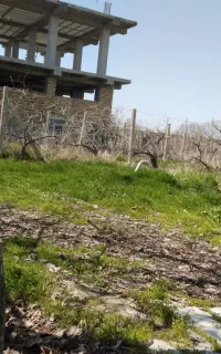 حرص سبز درختان انکور