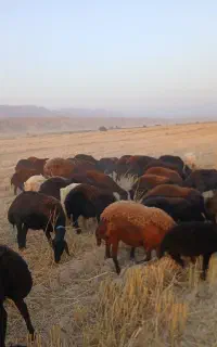 فروش میش افشاری