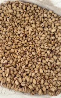 فروش پسته عمده و خرده