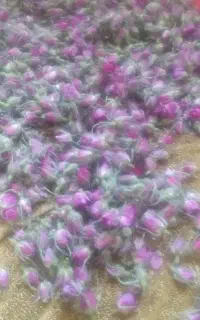 غنچه گل محمدی