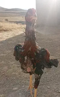جوجه خروس لاری اصیل شش دانگ
