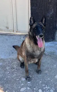 با سلام واگذاری مالنوهیز ماده