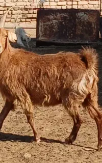 فروش بز