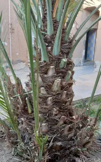 پاجوش خرما