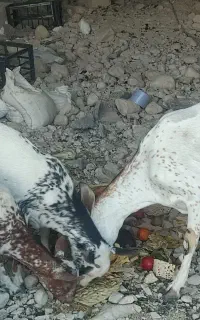 بز و دو تا کهره
