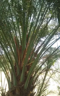فسیل کلوته رسیده موجود است