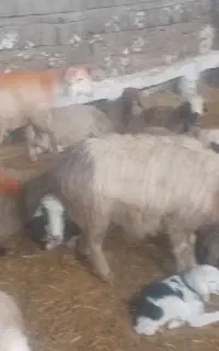 کاوه قوچ