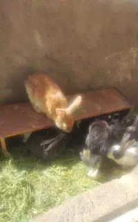خرگوش درجه یک محلی در همه نوع کوچک و بزرگ