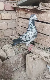 مجسمه