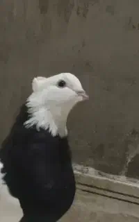 کبوتر گ م ش د ه