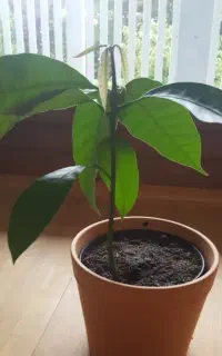 گیاه انبه