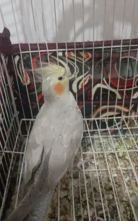 عروسک