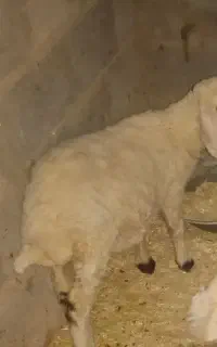 گوسفند گم شده بره ماده سفید
