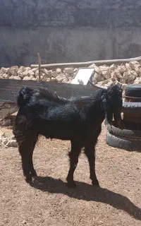 چکل داشتی
