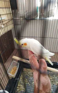عروس هلندی جوجه و مولد