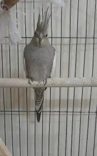 عروس هلندی دستی ماده کینگ سایز آماده جفت گیری