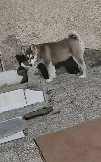 سگ هاسکی ماده