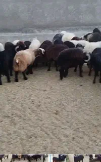 به نر