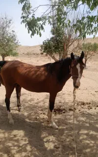 اسب