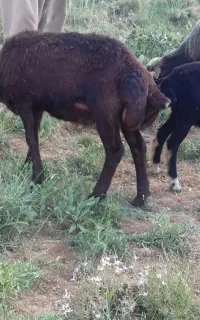 گوسفند