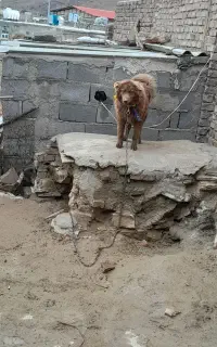 سگ قهدریجانی ماده