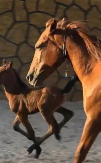 آموزش سوارکاری به صورت تضمینی