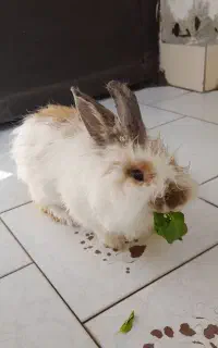 خرگوش