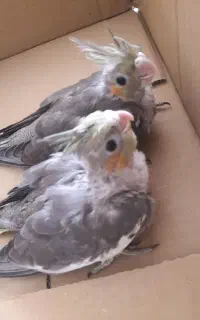 جوجه عروس هلندی سرلاکی