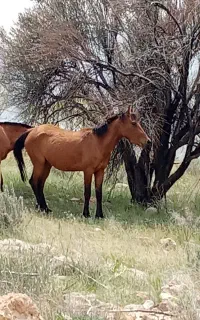 اسب مادیان