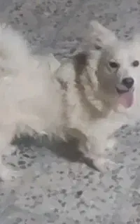 سگ پامر