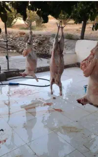 گوسفند زنده ویژه اربعین کربلایی تمام نقاط تهران