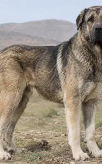 سگ سرابی