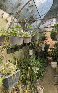 گل آپارتمانی