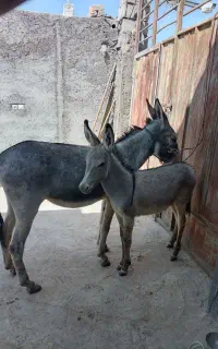 الاغ 2سال همراه بایک کره
