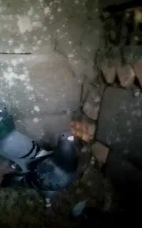 یک جفت کبوتر