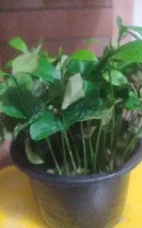 شرکت خدماتی و‌فنی پویندگان