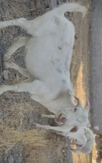 نربز اصل سانن