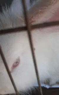 خرگوش لپ چشم قرمز