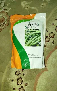 بذر لوبیا سبز