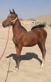 اسب