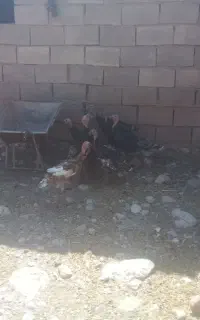 بوقلمون جوان