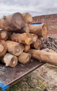 خریدار انواع چوب