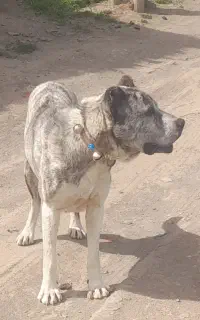 واگذاری سگ افغان۴ساله
