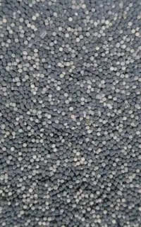 کاتالیزور و کاتالیست