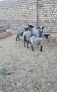 رومانوف نر بره