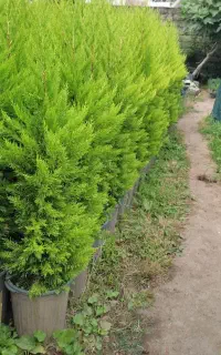فروش عمده انواع سروشیراز، لاوسون شمشاد و یاس هلندی