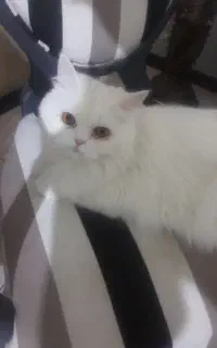 گربه پرشین چین چیلا ماده