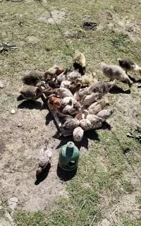 غاز محلی50روزه سالم سرحال علف خور