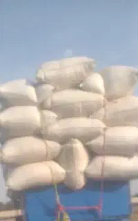 کاه گندم  و کاه لوبیا تحویل گاوداری ها