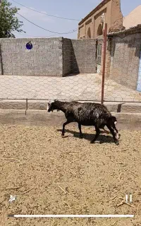 میش شال دوقلوزا